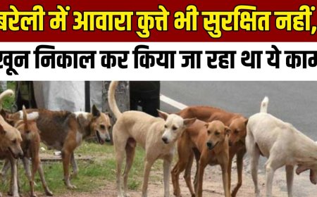 UP Bareilly News : बरेली में आवारा कुत्ते भी सुरक्षित नहीं, खून निकाल कर किया जा रहा था ये काम