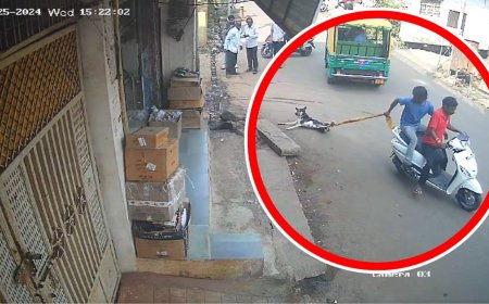 Guna News Today: निर्दोष फीमेल डॉग की बर्बर हत्या का वीडियो वायरल, जनता में आक्रोश, आरोपियों पर कड़ी कार्यवाही की मांग