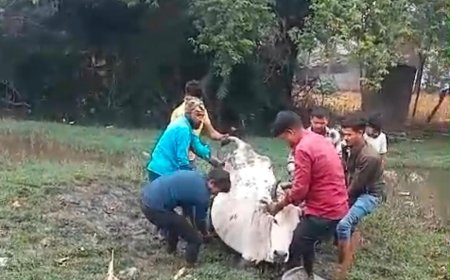 बजरंगदल कार्यकर्ताओं ने नाले में फंसी गाय को सुरक्षित निकाला