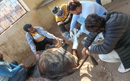 विहिप व बजरंग दल की टीम ने घायल गाय का कराया ऑपरेशन