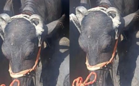 ट्रकों में ठूंस-ठूंस कर ले जाए जा रहे 131 पशु पकड़े, चार पर मामला दर्ज