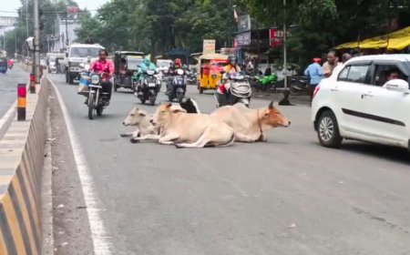 MP News: गोवंश को हादसों से बचाने के लिए मोहन यादव सरकार की विशेष पहल