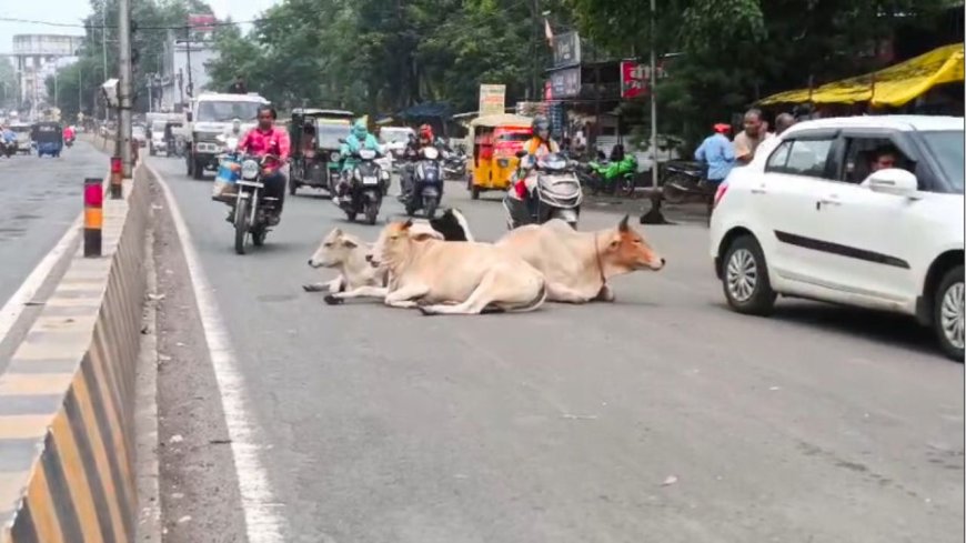MP News: गोवंश को हादसों से बचाने के लिए मोहन यादव सरकार की विशेष पहल